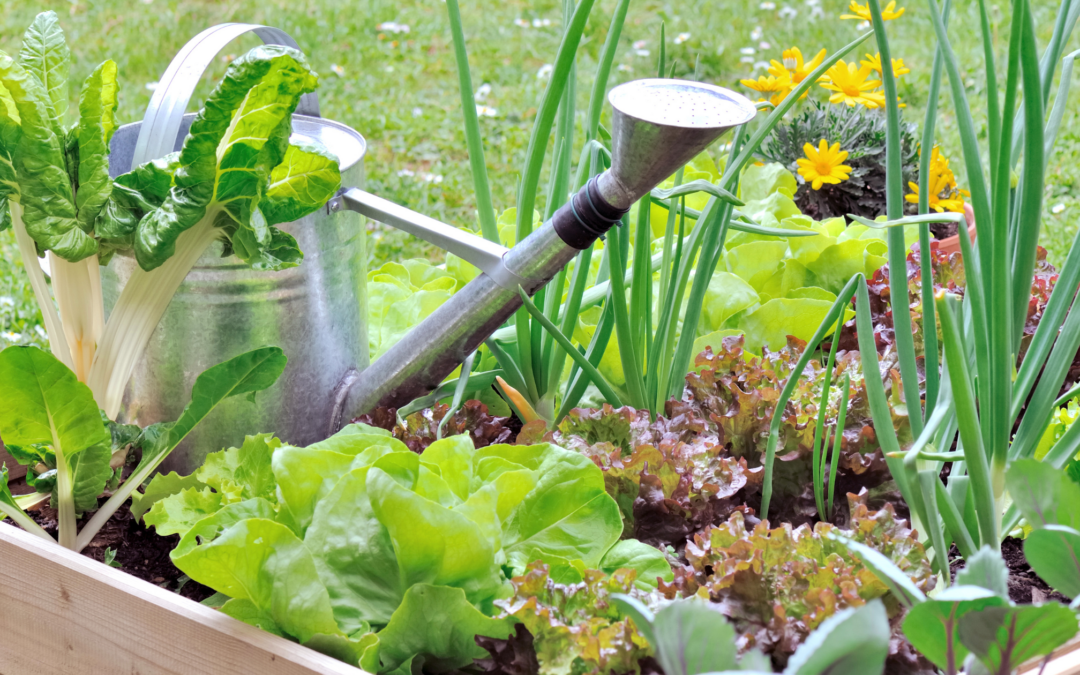 Small garden, huge harvest: Maximising your small vegetable garden