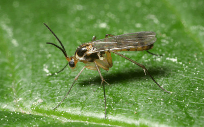 How to get rid of fungus gnats